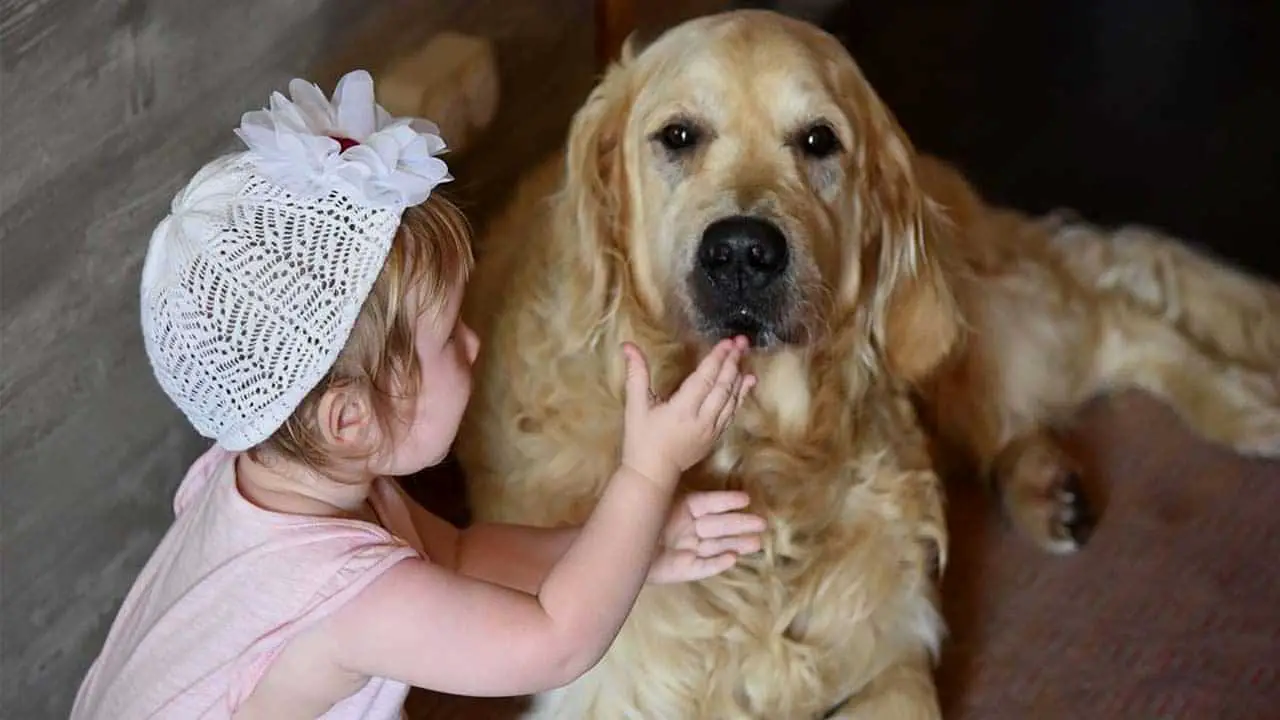 Why Golden Retrievers Are Good Family Dogs